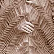 Kdo je pod kapradím?